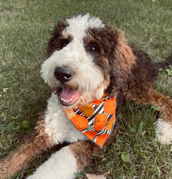 Market Fall Bandanas | Pumpkin Stripes